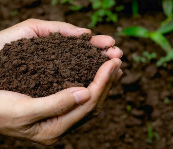 Comment bien utiliser son compost dans son jardin et son potager ?