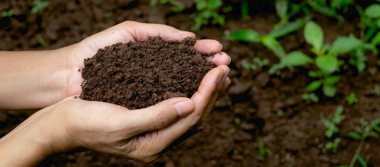 Comment bien utiliser son compost dans son jardin et son potager ?