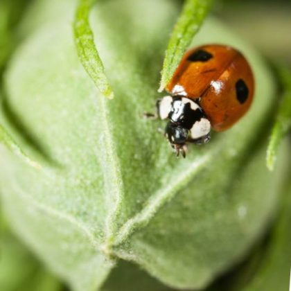 Ces petites bêtes protègent votre potager contre les insectes nuisibles