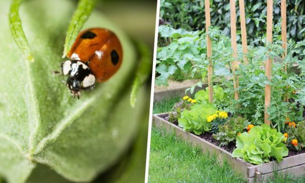 Ces petites bêtes protègent votre potager contre les insectes nuisibles