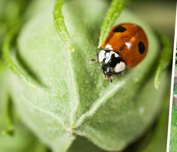 Ces petites bêtes protègent votre potager contre les insectes nuisibles