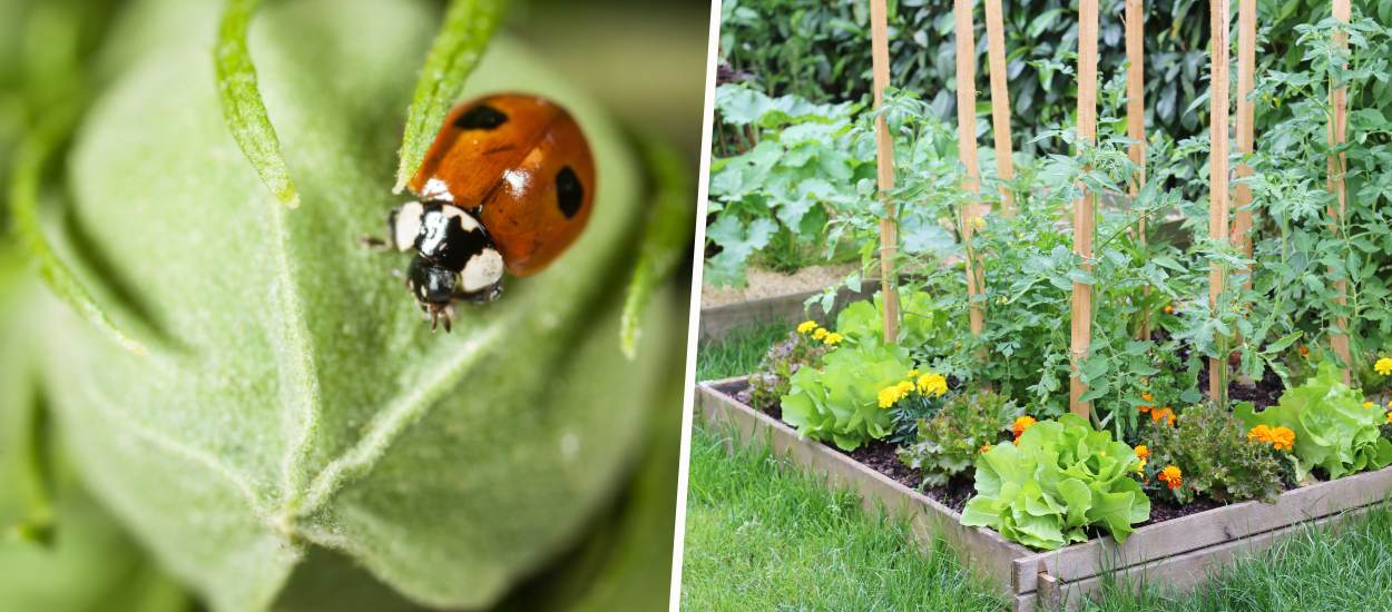 Ces petites bêtes protègent votre potager contre les insectes nuisibles