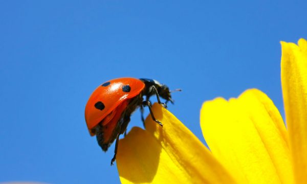 Comment attirer des coccinelles dans votre jardin ? 5 astuces pratiques et faciles