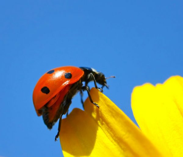 Comment attirer des coccinelles dans votre jardin ? 5 astuces pratiques et faciles