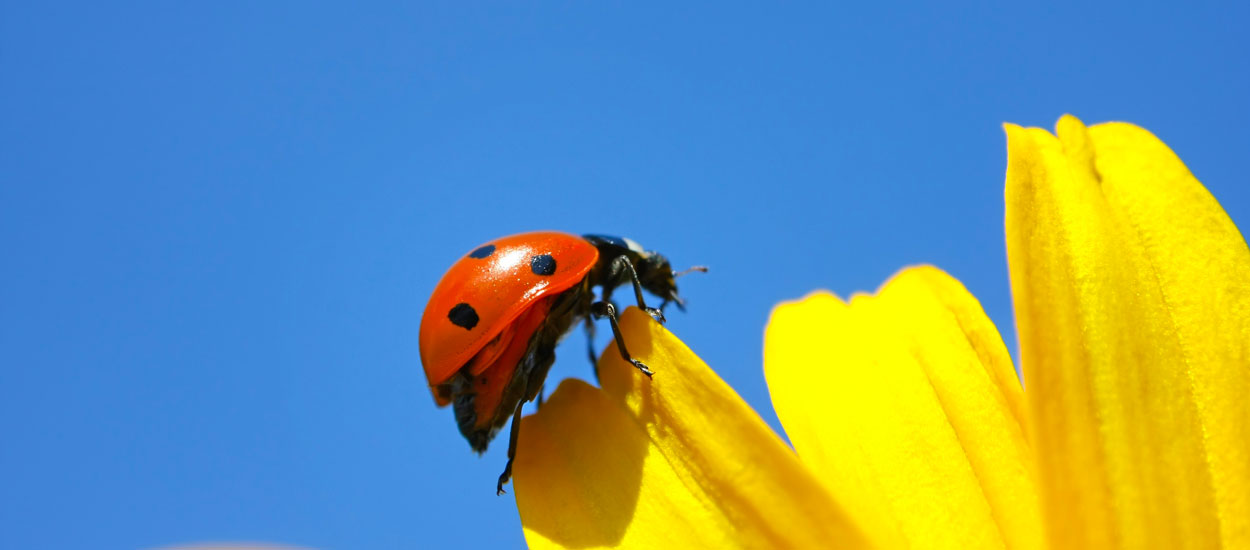 Comment attirer des coccinelles dans votre jardin ? 5 astuces pratiques et faciles