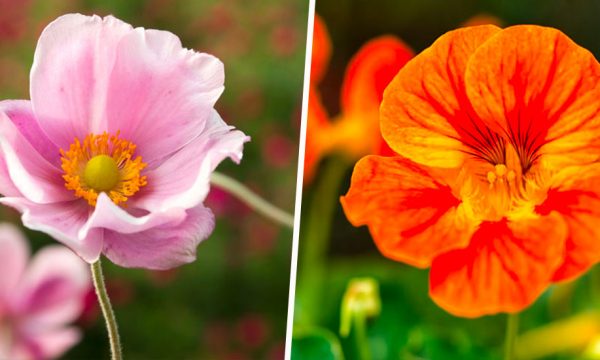 12 fleurs à planter au mois de mai pour embellir le jardin