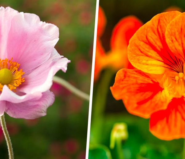 12 fleurs à planter au mois de mai pour embellir le jardin