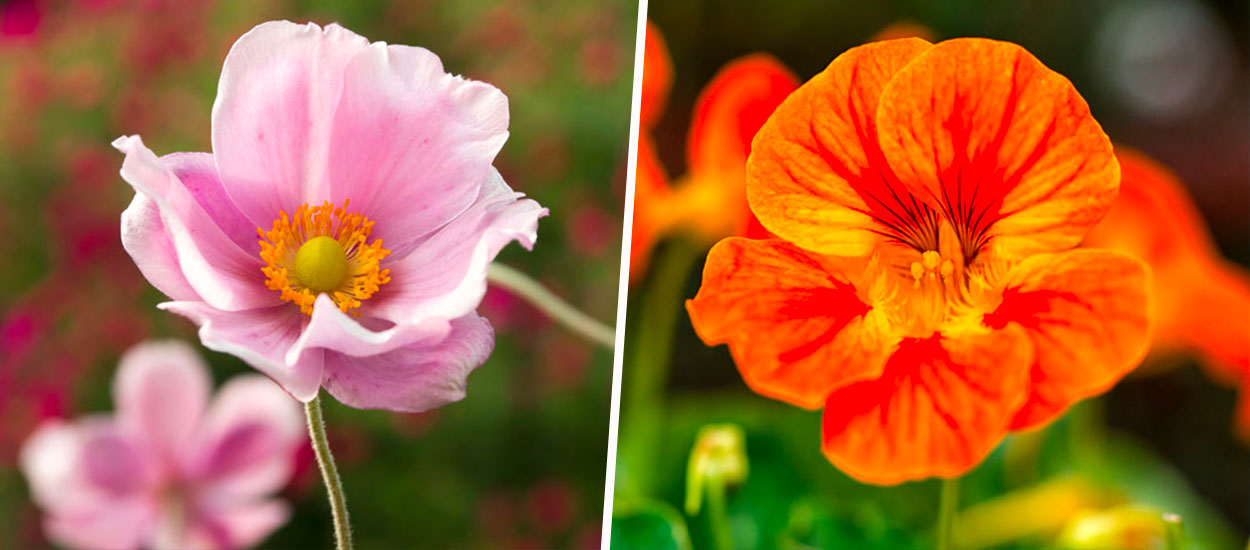 12 fleurs à planter au mois de mai pour embellir le jardin