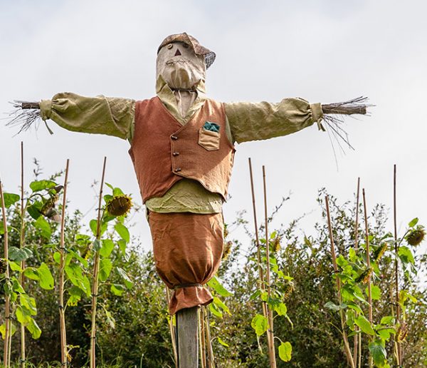 4 solutions pratiques et faciles pour protéger votre potager des oiseaux