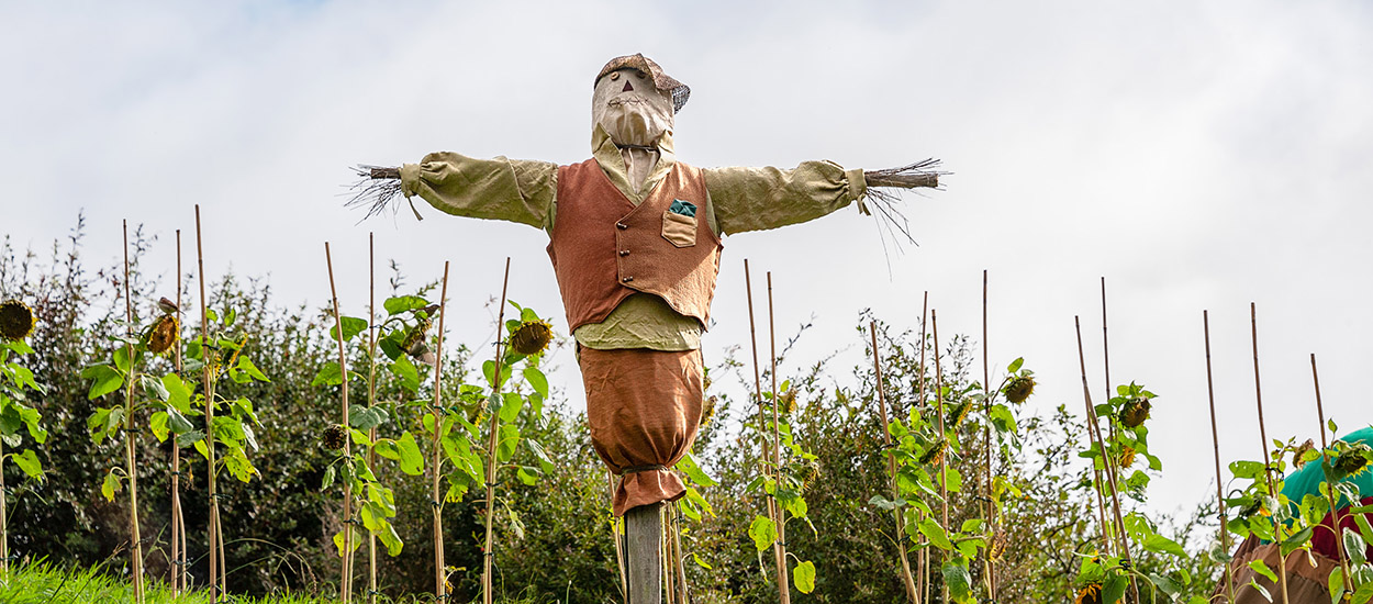 4 solutions pratiques et faciles pour protéger votre potager des oiseaux