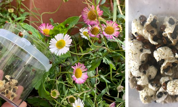 Comment récupérer des larves de coccinelles pour les élever en appart ?