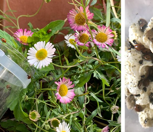 Comment récupérer des larves de coccinelles pour les élever en appart ?