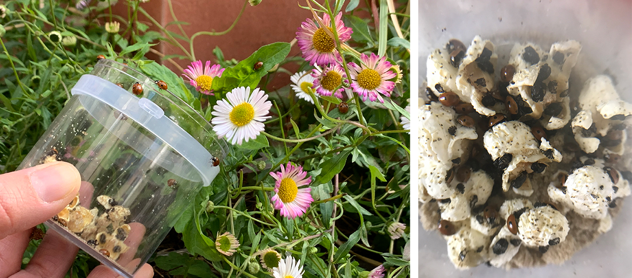 Comment récupérer des larves de coccinelles pour les élever en appart ?