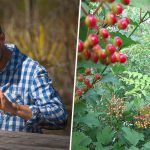 Un homme qui cuisine dans son jardin forêt