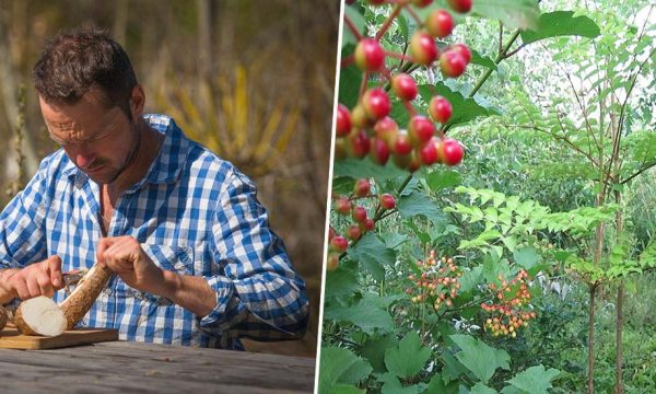 Le jardin-forêt, “un lieu de partage où l'on va vivre, se nourrir et où les oiseaux et mammifères reviennent”