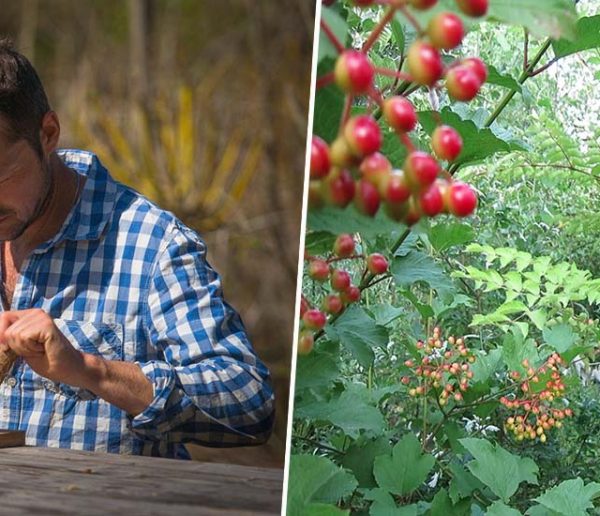 Le jardin-forêt, “un lieu de partage où l'on va vivre, se nourrir et où les oiseaux et mammifères reviennent”