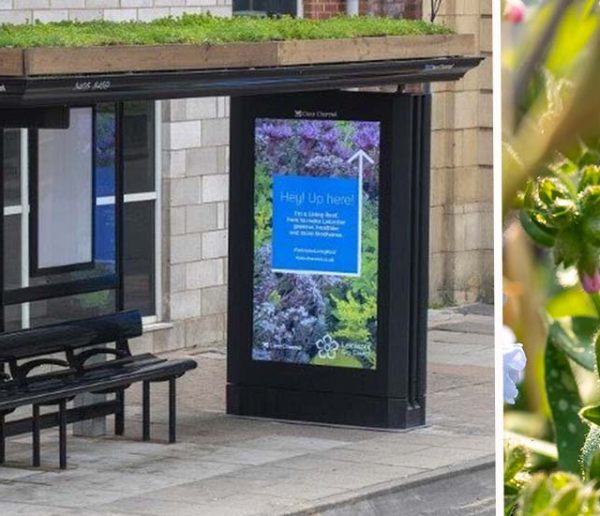 Pour préserver les insectes pollinisateurs, la ville de Leicester fait fleurir le toit de ses abribus