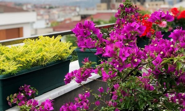 Jardin et balcon : place à l'ombre !