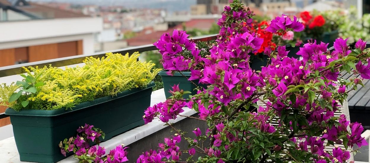 Que planter pour fleurir un balcon exposé au nord et peu ensoleillé ?