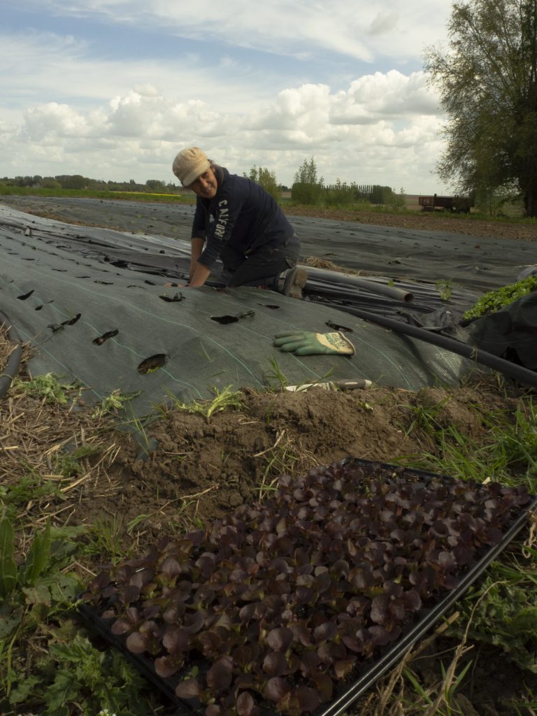 Une femme travaille des légumes sur son exploitation