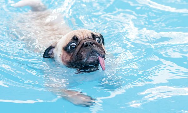 5 précautions à prendre pour éviter que les animaux ne tombent dans votre piscine