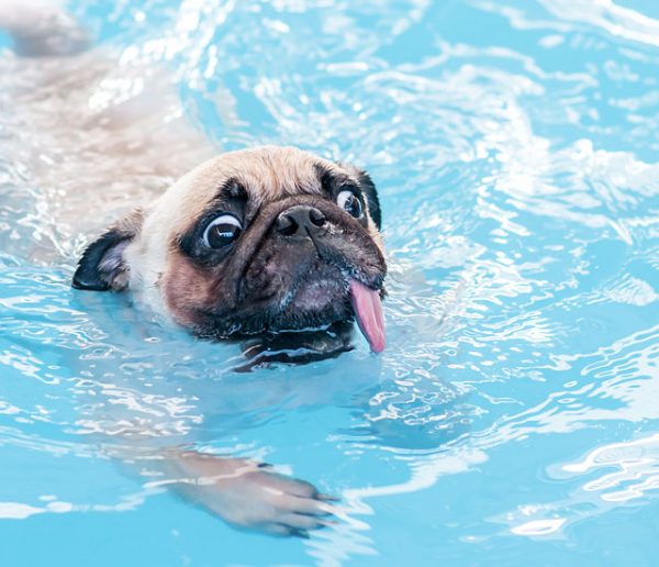 5 précautions à prendre pour éviter que les animaux ne tombent dans votre piscine