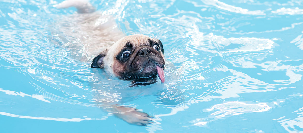 5 précautions à prendre pour éviter que les animaux ne tombent dans votre piscine