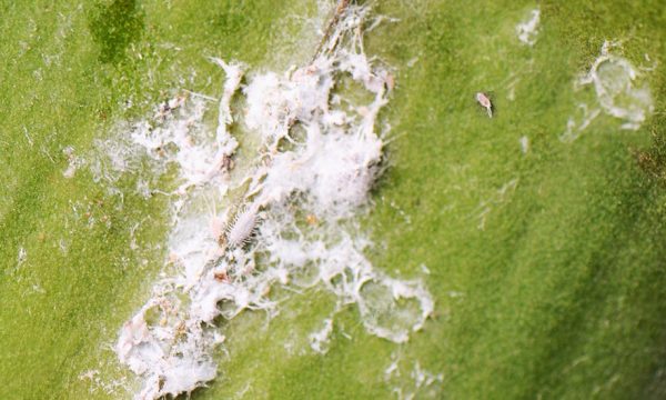Deux recettes écolos pour vous débarrasser des cochenilles sur vos plantes d'intérieur