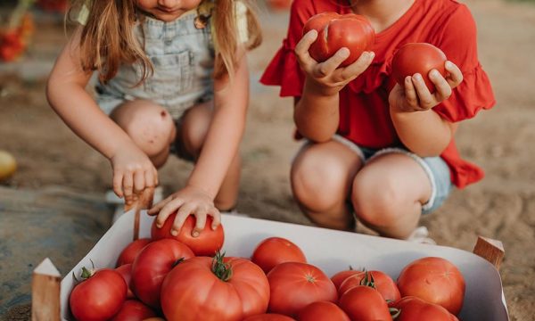 Potager : les 8 légumes très rentables à cultiver au début de l'été !