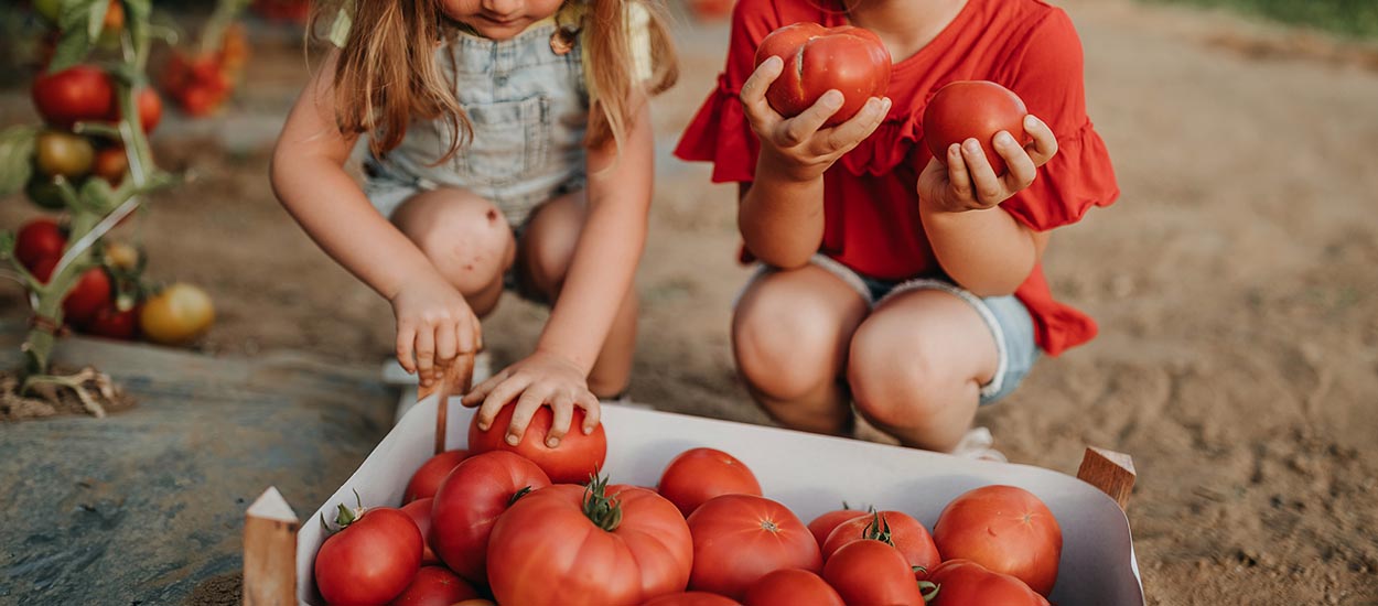 Potager : les 8 légumes très rentables à cultiver au début de l'été !