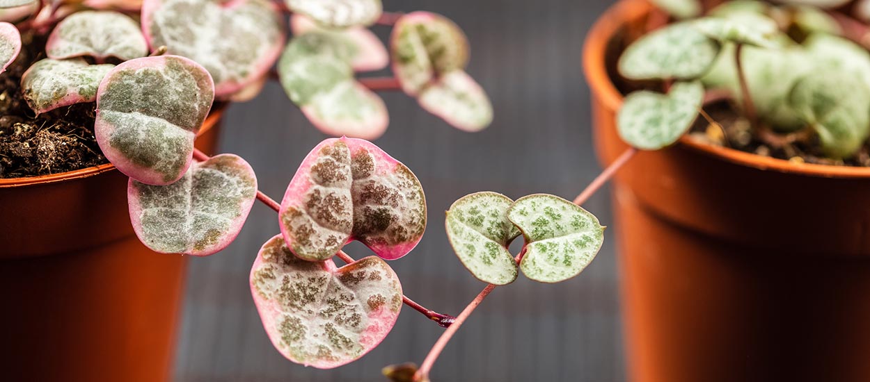 4 mini plantes que l'on a envie d'adopter tout de suite !