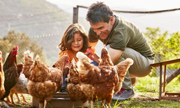 5 preuves que les poules sont les meilleurs animaux de compagnie du monde