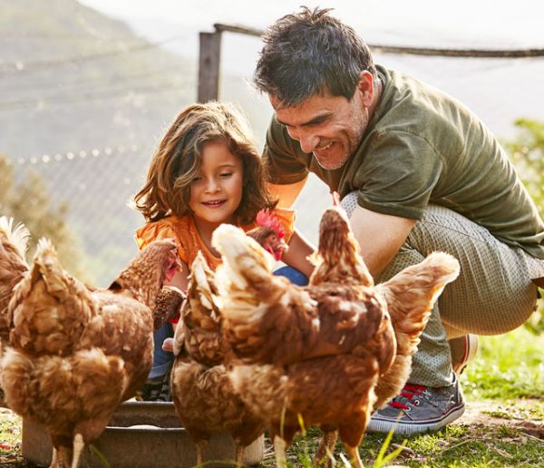 5 preuves que les poules sont les meilleurs animaux de compagnie du monde