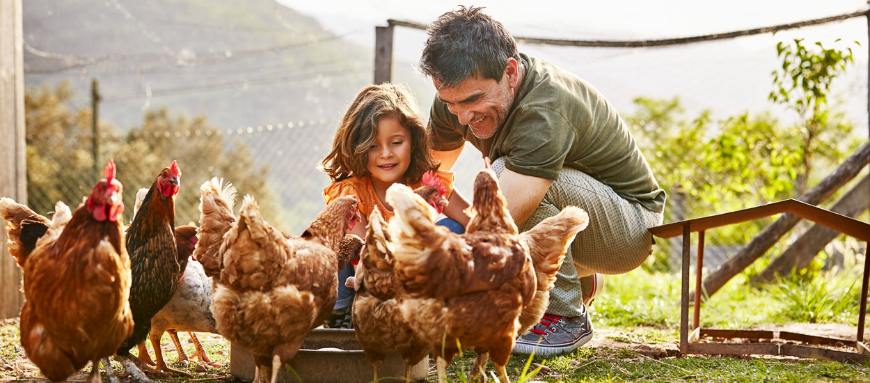 5 preuves que les poules sont les meilleurs animaux de compagnie du monde