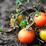 des tomates posées sur un sol aride et sec suite à une canicule