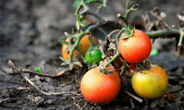 Comment protéger son potager de la canicule ?