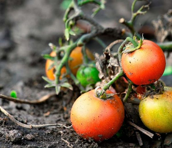 Comment protéger son potager de la canicule ?