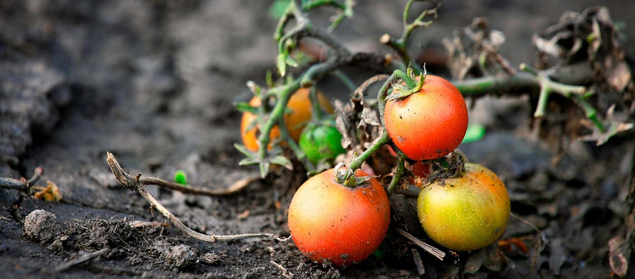 Comment protéger son potager de la canicule ?