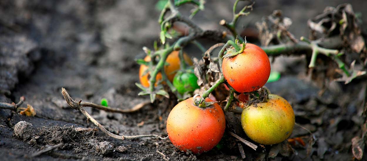 Comment protéger son potager de la canicule ?