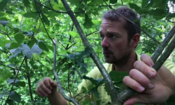 Comment aménager un jardin-forêt pour gagner en autonomie ?
