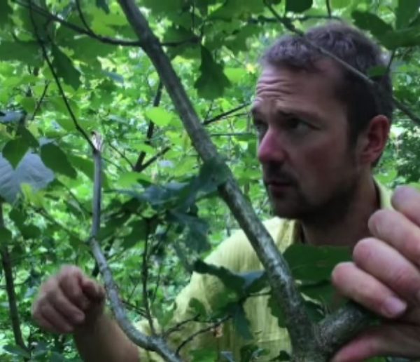 Comment aménager un jardin-forêt pour gagner en autonomie ?