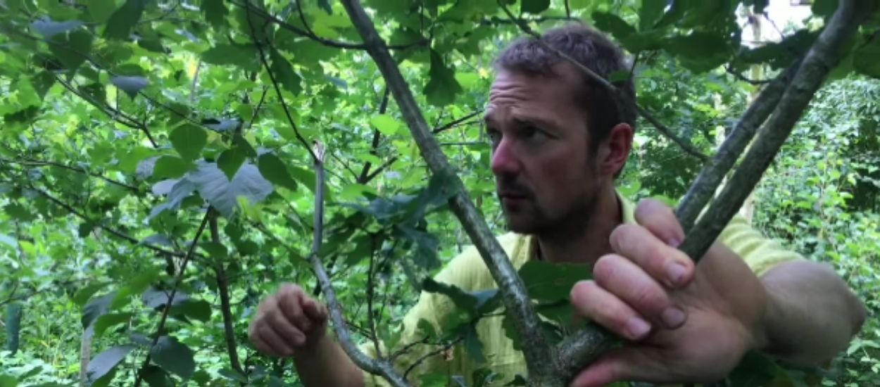 Comment aménager un jardin-forêt pour gagner en autonomie ?