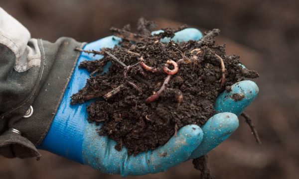 Ce compost écologique et solidaire est issu de la valorisation des déchets de restaurants