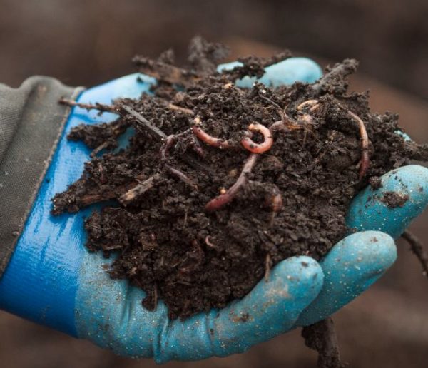 Vers à compost pour le vermicomposteur – Jardinage durable