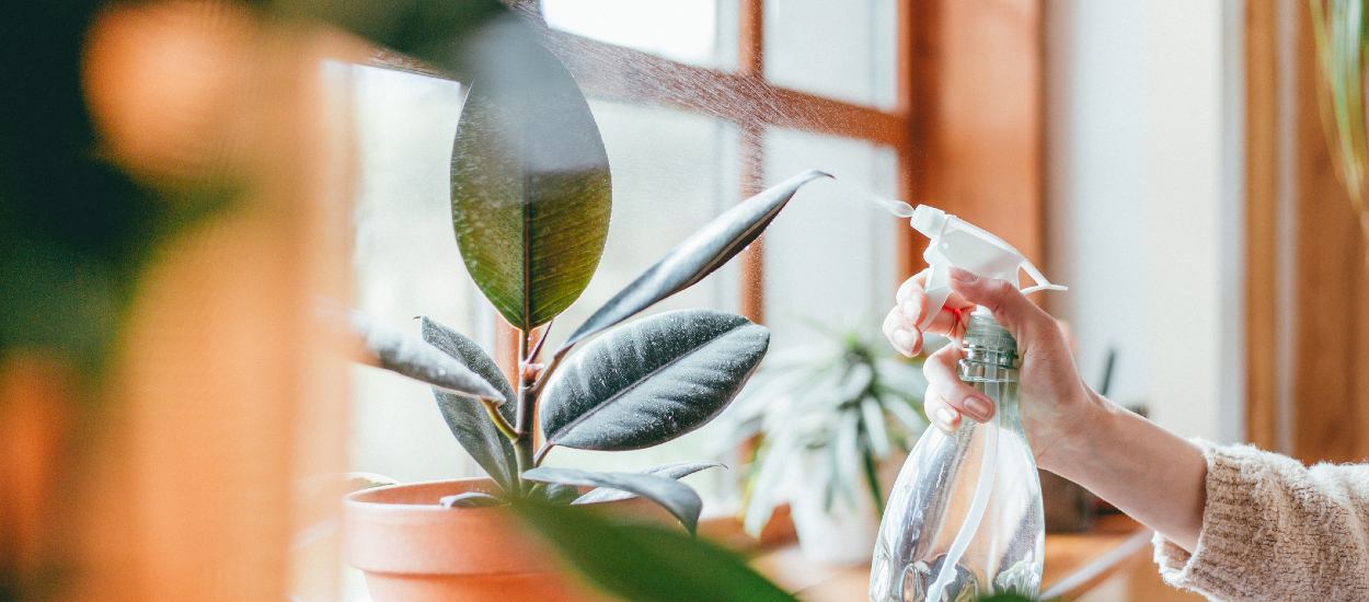 Quelles plantes rafraîchissent le plus votre maison ?