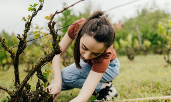 Comment faire pousser de la vigne chez soi partout en France ?