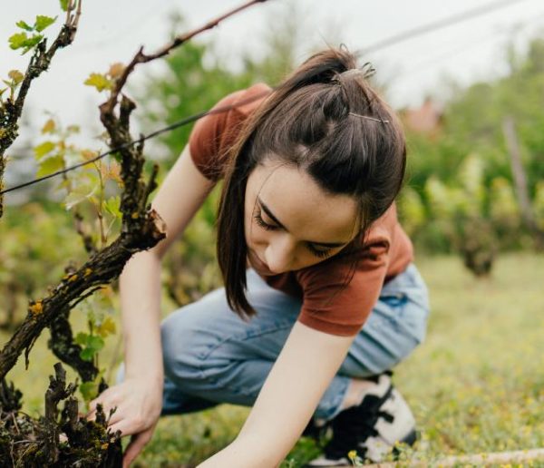 Comment faire pousser de la vigne chez soi partout en France ?