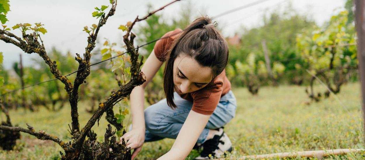 Comment faire pousser de la vigne chez soi partout en France ?