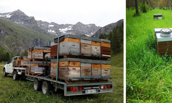 Un apiculteur se bat pour sauver 35 hectares de biodiversité bientôt transformés en bureaux