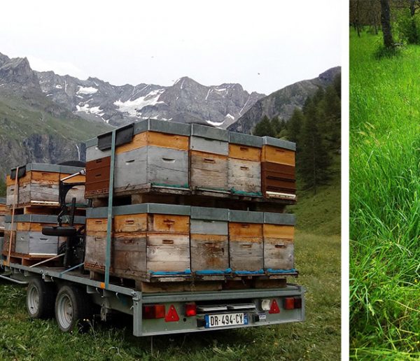 Un apiculteur se bat pour sauver 35 hectares de biodiversité bientôt transformés en bureaux